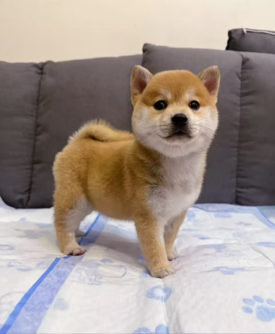 黄狗白面小日本